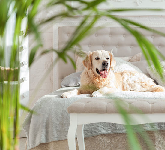 En hvid hund i sengen med en dypsis lutescens i forgrunden