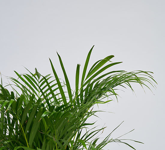 Et nærbillede af Dypsis Lutescens stueplanten med hvid baggrund.