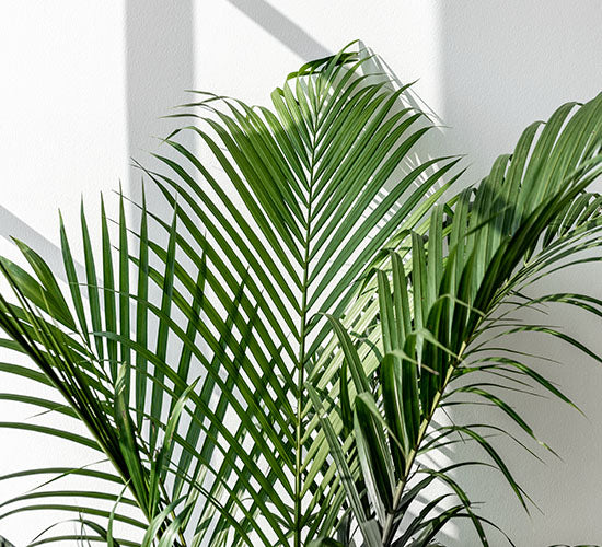 Nærbillede af en dypsis lutescens på en hvid baggrund med skygger