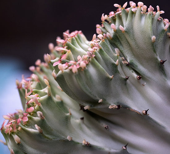 Nærbillede af Euphorbia Lactea i sollys