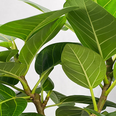 Nærbillede af Ficus altissimas ovale, grønne blade med tydelige, lyse bladnerver.