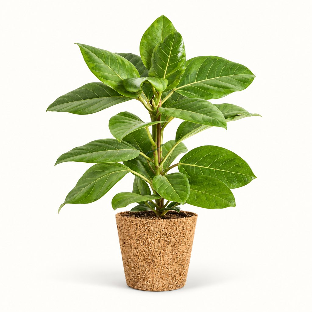 Ficus Altissima med store grønne blade i kokospotte Ø17 cm.