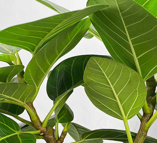 nærbillede af ficus altissima stueplanten