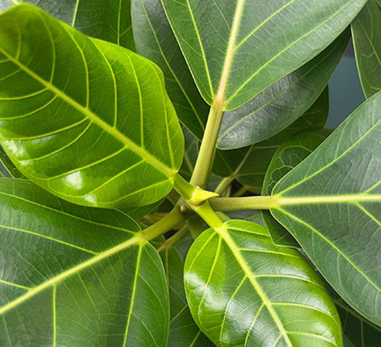 Nørbillede af ficus altissima stueplanten set oppefra