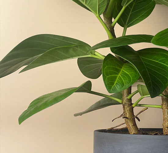 ficus altissima stueplante i en sort potteskjuler