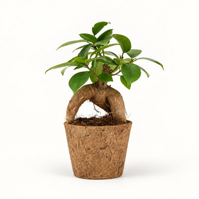 Ficus Ginseng i kokospotte, Ø9 cm.