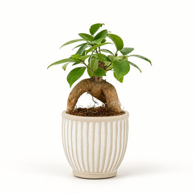 Ficus Ginseng i potteskjuler, Ø9 cm.