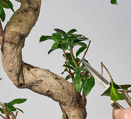 Beskæring af en Ginseng Ficus Microcarpa med en saks