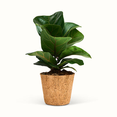 Kompakt Ficus lyrata i kokospotte med tætsiddende, mørkegrønne blade med bølgede kanter.