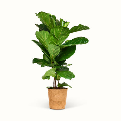Høj Ficus lyrata i kokospotte med oprette stammer og store, grønne, violinformede blade.