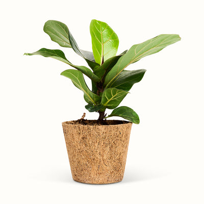 Lille Ficus lyrata i kokospotte med brede, grønne blade og et lyst, nyt blad i toppen.