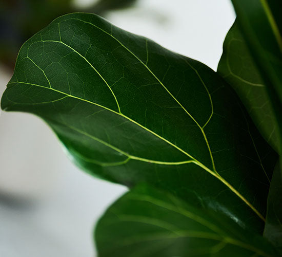 Nærbillede af Ficus Lyrata plantens grønne blad