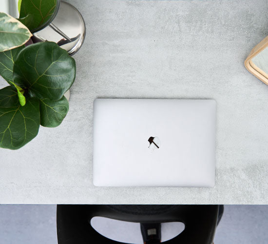 ficus lyrata planten på et skrivebord med en macbook computer