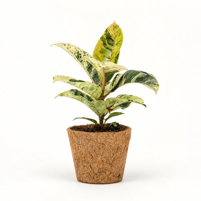 Ficus Elastica Shivereana i kokospotte, Ø9 cm.