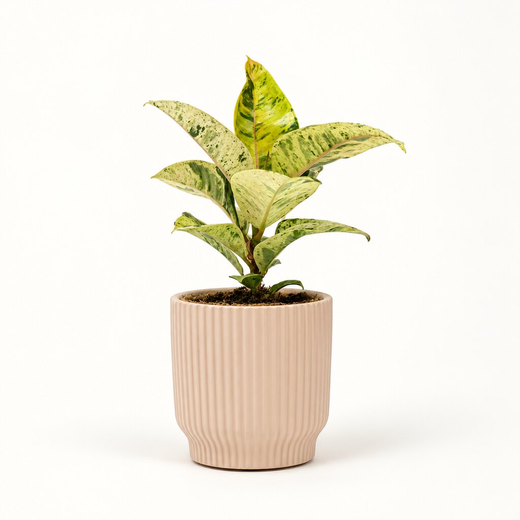 Ficus Elastica Shivereana i potteskjuler, Ø9 cm.