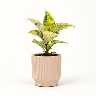 Ficus Elastica Shivereana i potteskjuler, Ø9 cm.
