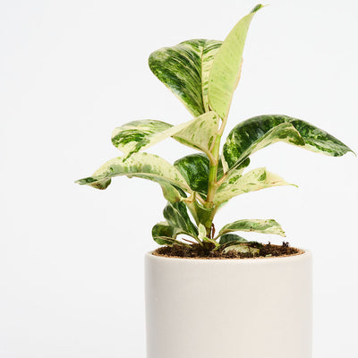 Ficus elastica Shivereana i hvid potteskjuler med cremefarvede og grønne, marmorerede blade.