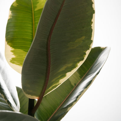 Nærbillede af Ficus elastica Tinekes grønne blade med lyse kanter og en rødlig midternerve.