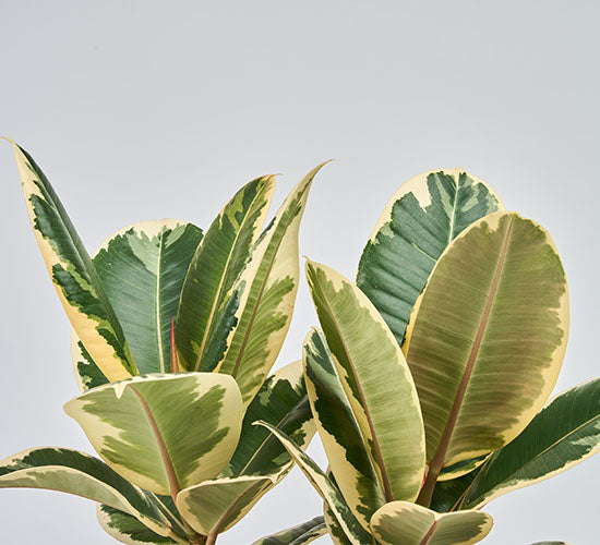 nærbillede af ficus tineke stueplanten