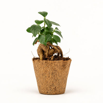 Ginseng Ficus Microcarpa med synlige rødder og grønne blade i kokospotte Ø6 cm.
