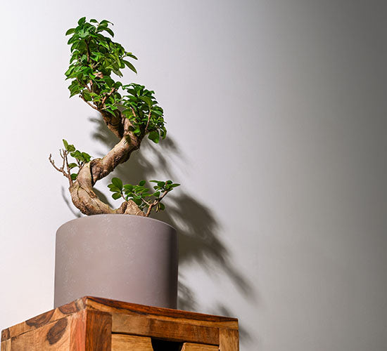 En Ginseng Ficus Microcarpa i en grå keramik potteskjuler.