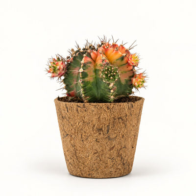 Gymnocalycium mihanovichii Glow i kokospotte, Ø11 cm.