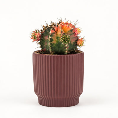 Gymnocalycium mihanovichii Glow i potteskjuler, Ø11 cm.