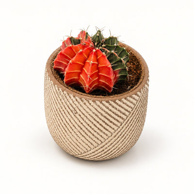 Gymnocalycium mihanovichii Glow set tæt på ovenfra i mønstret potteskjuler.