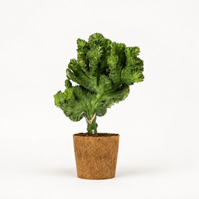 Grøn Euphorbia lactea koralkaktus i kokospotte, Ø14 cm.