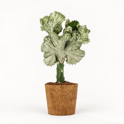 Hvid Euphorbia lactea koralkaktus i kokospotte, Ø14 cm.
