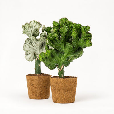 Hvid og grøn Euphorbia lactea koralkaktus i kokospotter, Ø14 cm.