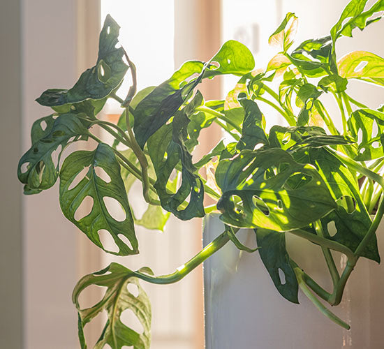 Monstera Adansonii med store hængende blade i en vindueskarm i sollys