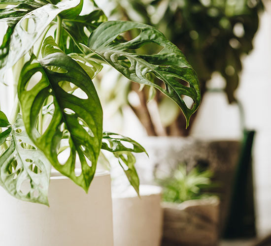 Monstera Adansonii i en hvid potteskjuler med andre planter i baggrunden