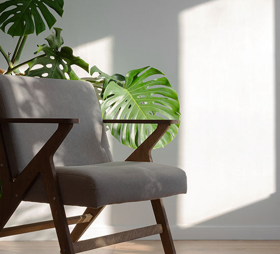 monstera deliciosa foran en teaktræ stol i skandanavisk design