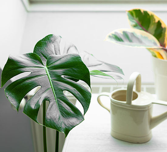 gulvplanten monstera deliciosa og en vandkande på et bord