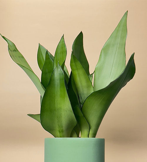 sansevieria moonshine i en grøn potteskjuler