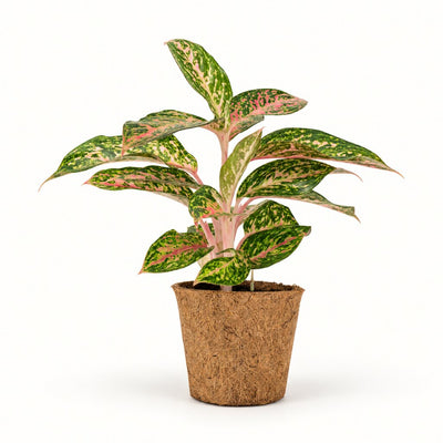 Aglaonema Night Sparkle i kokospotte, Ø11 cm.