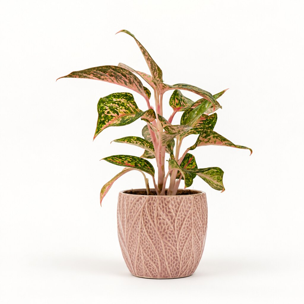 Aglaonema Night Sparkle i potteskjuler, Ø11 cm.