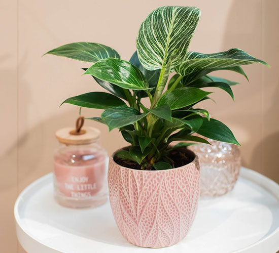Philodendron Birkin med stribede blade i en lyserød potte på et lille bord.