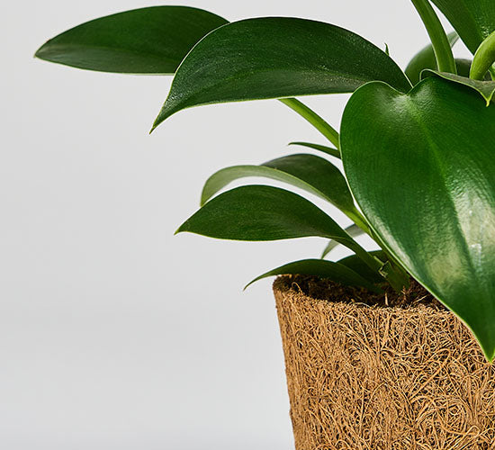 Philodendron Green princess i en kokospotte