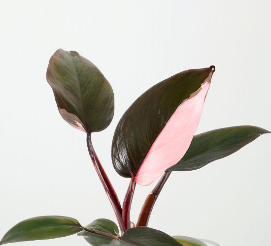 Nærbillede af Philodendron Pink Princess stueplantens lilla stængler og lyserøde blade