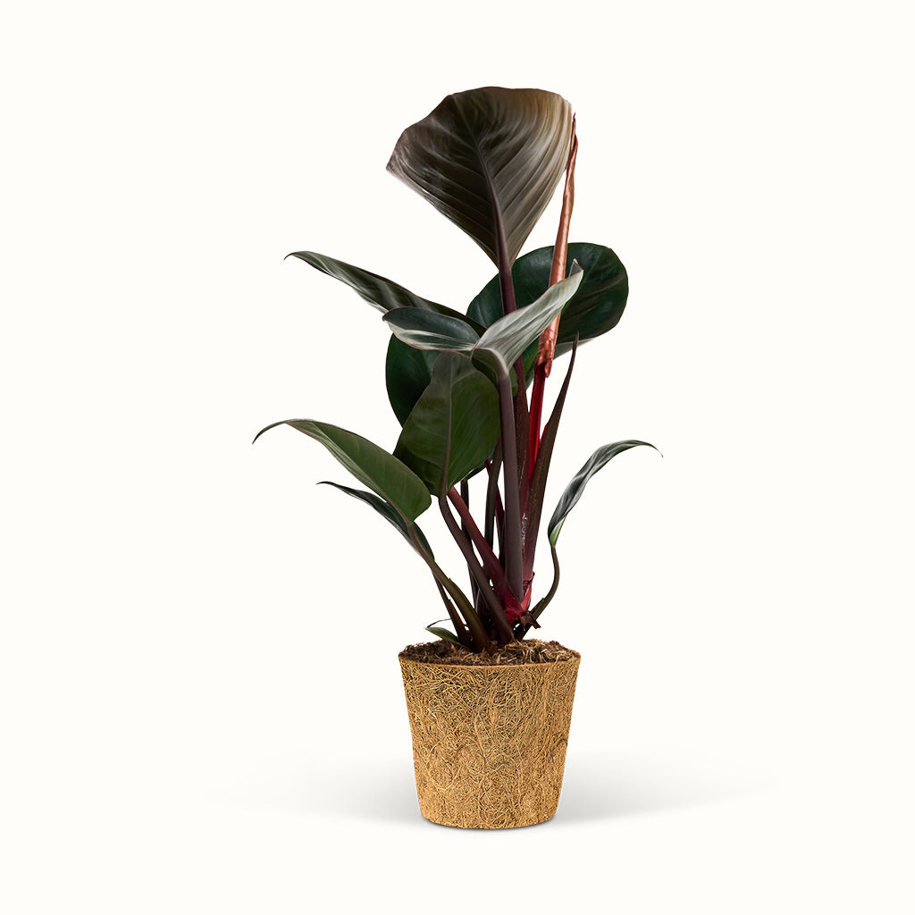 Philodendron Rojo Congo - Silkeplante