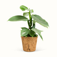 Philodendron Hastatum Silver Sword