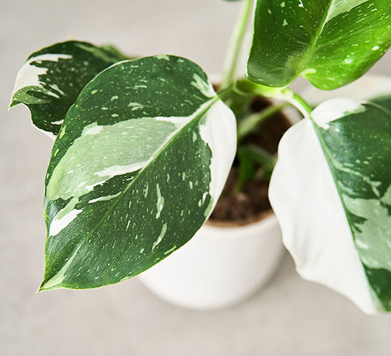 Nærbillede af Philodendron White Wizard plantens grønne og hvide farve