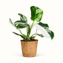 Philodendron White Wizard