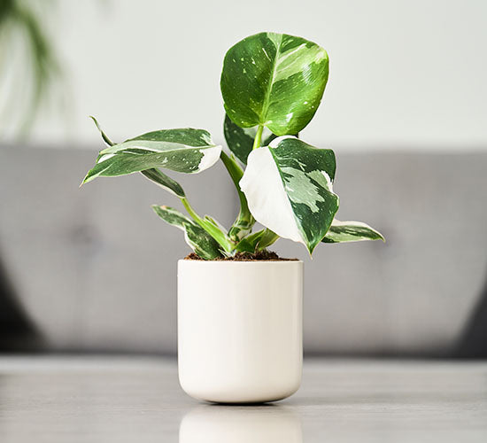 Philodendron White Wizard med grønne og hvide blade i en hvid potte.