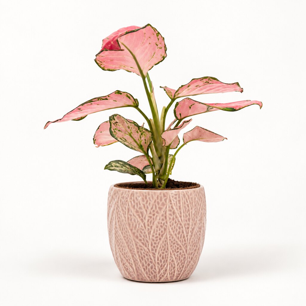 Aglaonema Pinky Promise i potteskjuler, Ø11 cm.