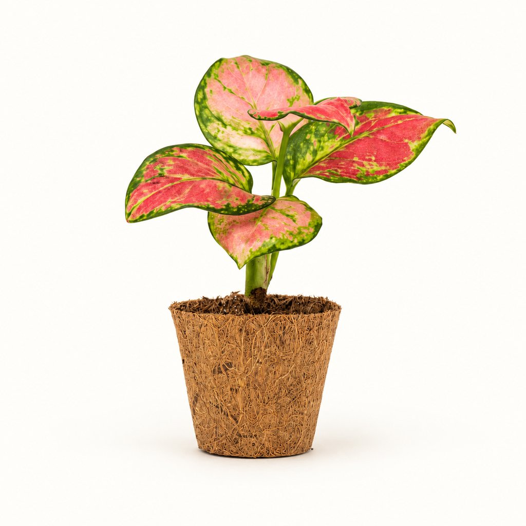 Aglaonema Pinky Promise med rosa og grønne blade i kokospotte Ø6 cm.