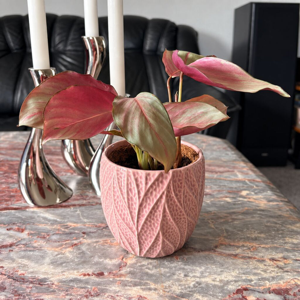 Calathea Silver Plate med sølvgrønne og rosa blade i en rosa potte på et marmorbord ved sølvfarvede lysestager.