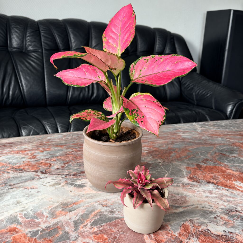 Aglaonema Pinky Promise i en stor beige potte bag en lille Cryptanthus Pineapple Star på et marmorbord.